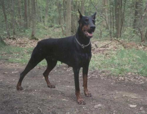 Atchka de Piscop | Black Doberman Pinscher