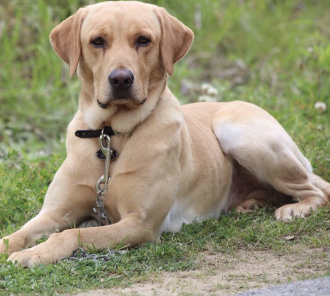 SRSACC SHR A Southern Gentleman Rebel Charles Leveaux | Yellow Labrador Retriver