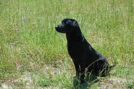 Ace's Black Bear Of Remus | Black Labrador Retriver