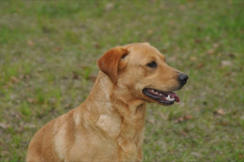 Ace's Dixie Of Diablo | Yellow Labrador Retriver