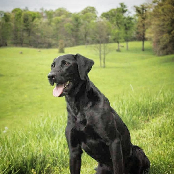 Tk’s Troublesome Southern Rebal Jh | Black Labrador Retriver