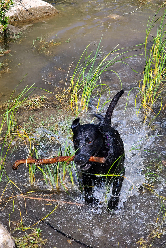 Sir Rupert Rorschach Smudge | Black Labrador Retriver