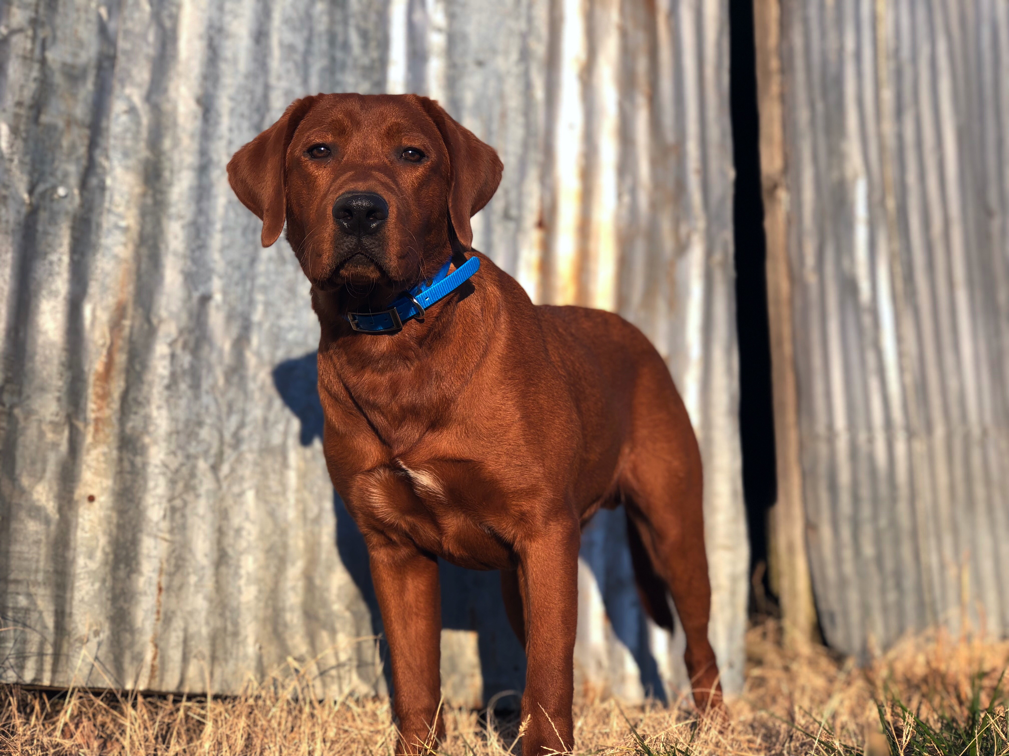 SHR  Rustic Creek’s Pryme Thyme AR DS TDCH | Yellow Labrador Retriver