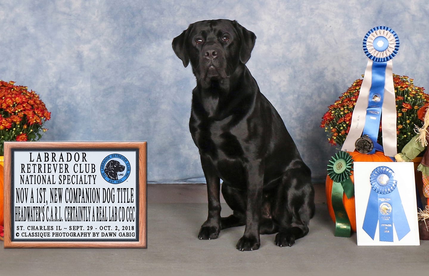 Headwater's C.A.R.L. Certainly A Real Lab CGC, CD, | Black Labrador Retriver