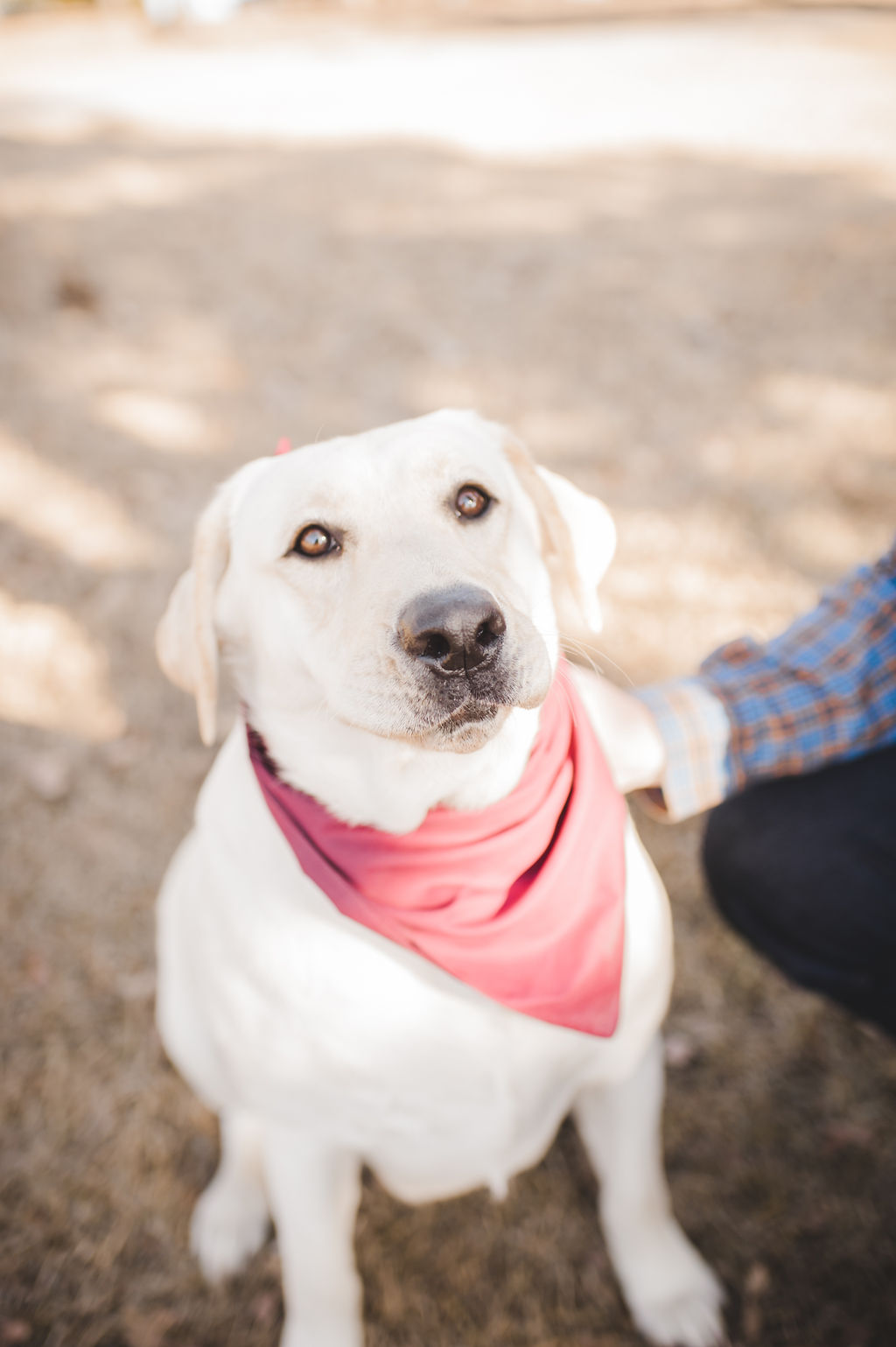 Steeds Winged Shooting Star | Yellow Labrador Retriver