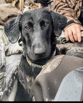 Drury's Ace In The Hole | Black Labrador Retriver