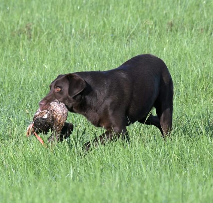 HR Owasco Valley's Holy Haymaker | Chocolate Labrador Retriver