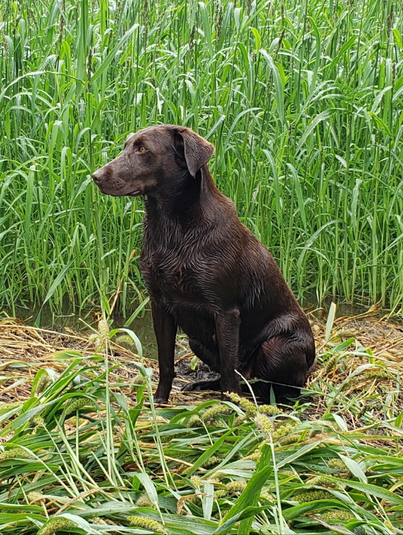 SHR Waterfowl N' More's Bailey | Chocolate Labrador Retriver