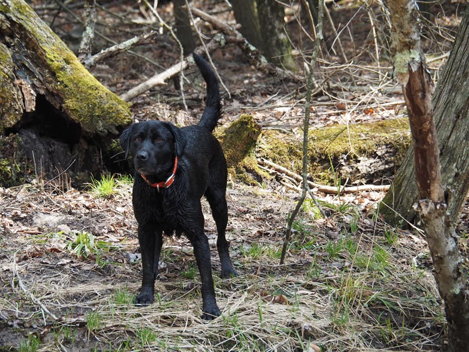 RiversWild Retrievers Mighty "Miley" | Black Labrador Retriver