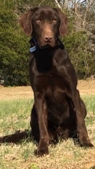 Black Ice's Buddys Barracuda Blue | Chocolate Labrador Retriver