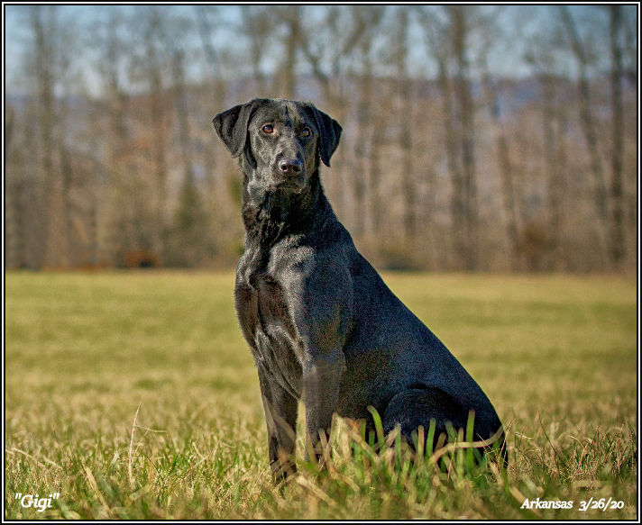 Kwicklabs Gorgeous Georgia JH | Black Labrador Retriver