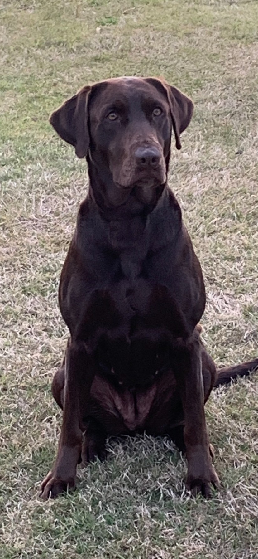 Hrch  Bayou Majestic Sadie | Chocolate Labrador Retriver