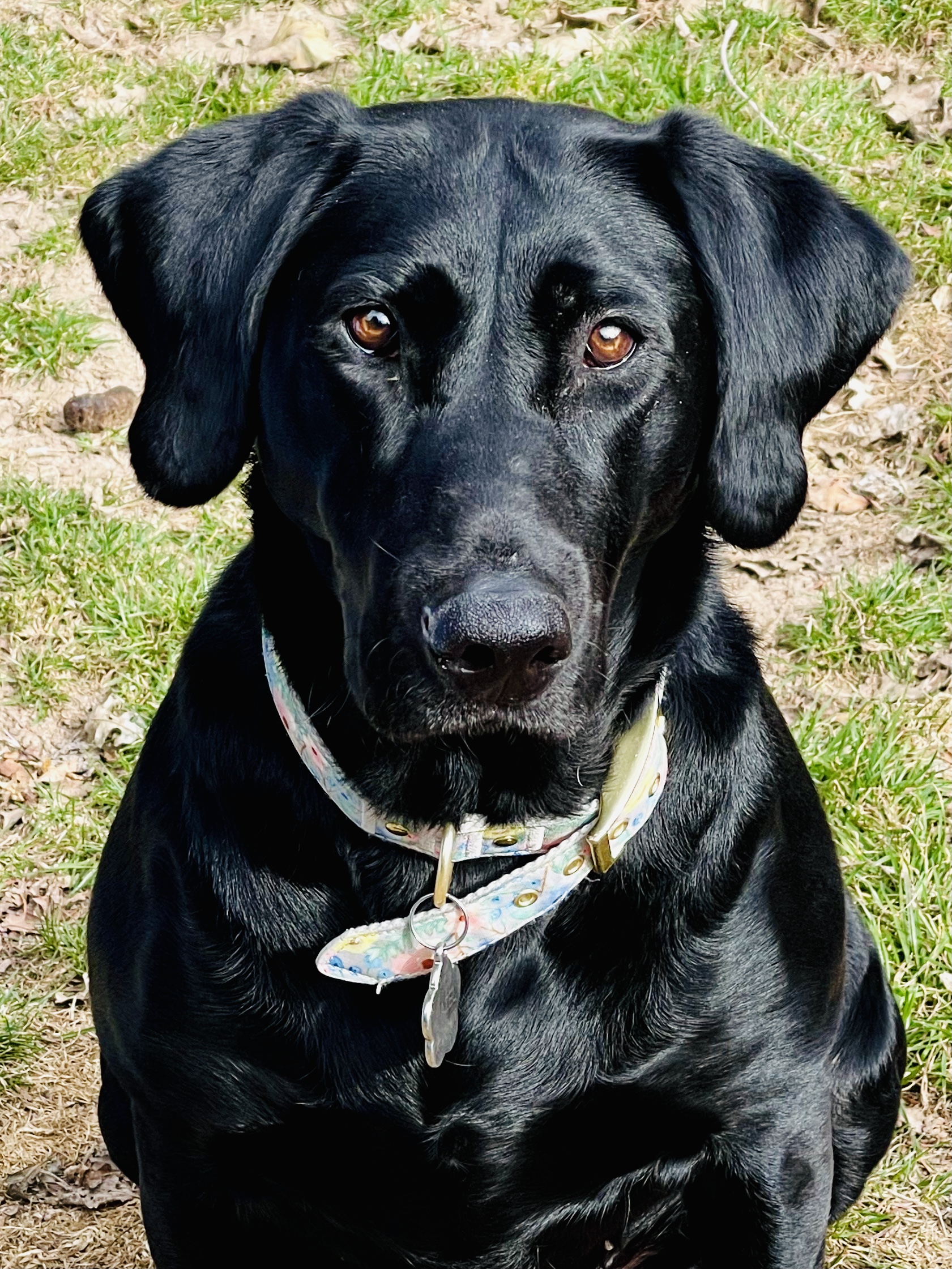 Crazy River Witch Hazel | Black Labrador Retriver