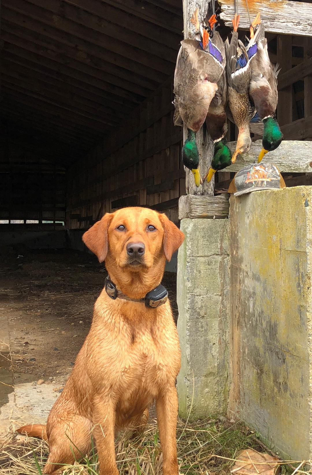 Millie Mae Roseman | Yellow Labrador Retriver