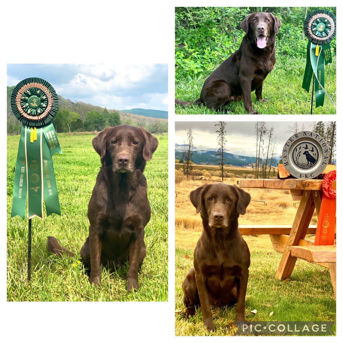 GRHRCH Arkansas Rebel Dog “DUDE” MH | Chocolate Labrador Retriver