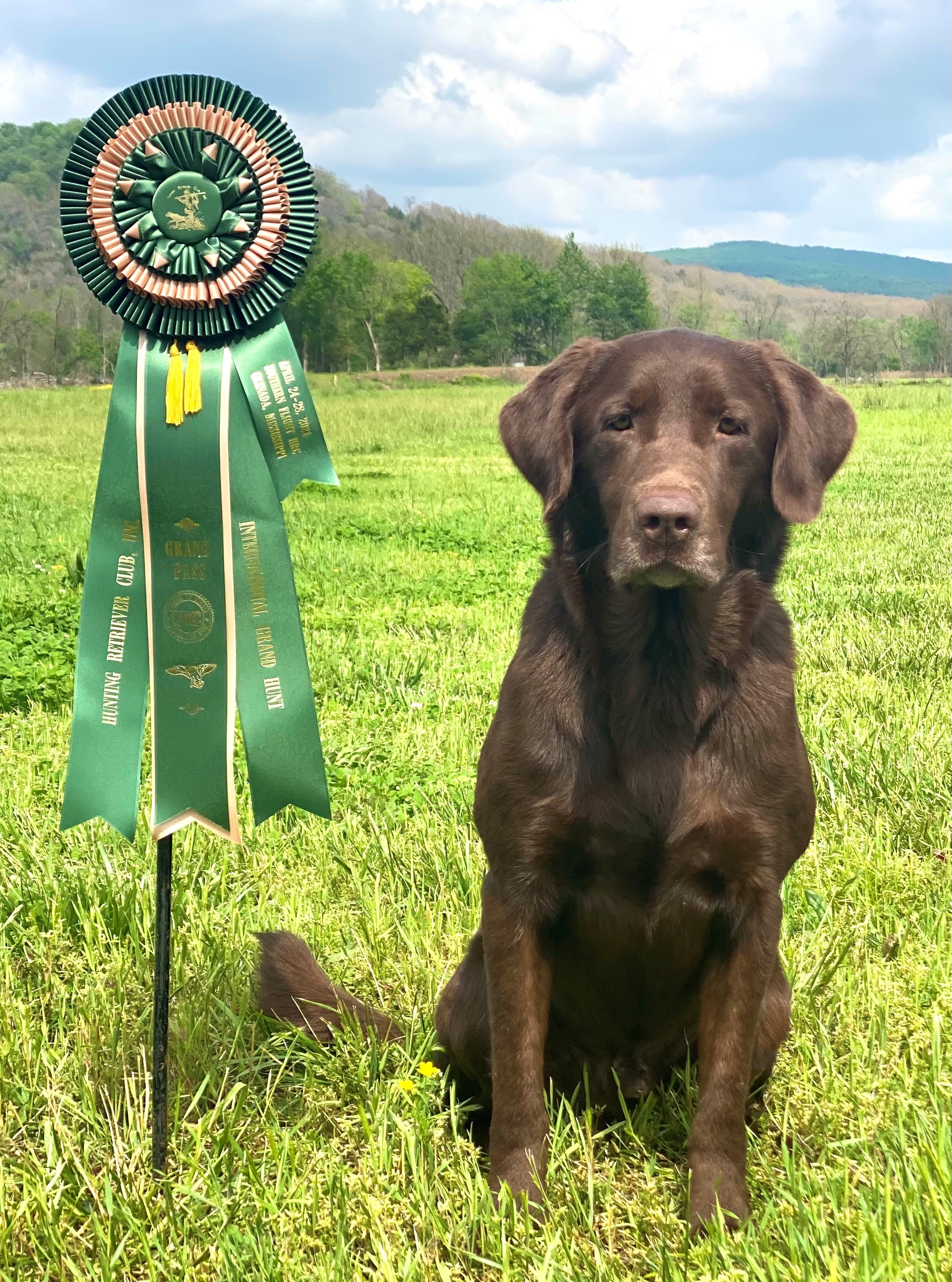 GRHRCH Arkansas Rebel Dog “DUDE” MH | Chocolate Labrador Retriver