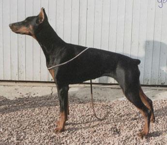 Gaby Dobry du Bois de Liers | Black Doberman Pinscher