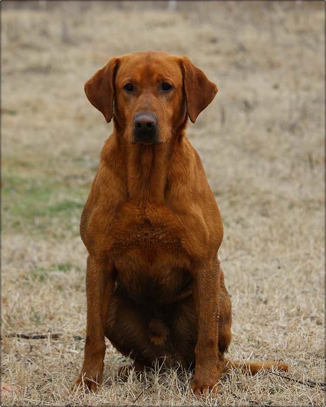 Washita’s On The Warpath SH DN | Yellow Labrador Retriver