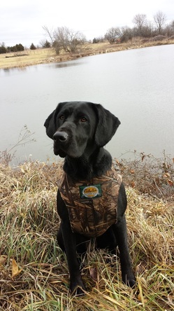 Lincoln Creek's Done Dealin' Avery | Black Labrador Retriver