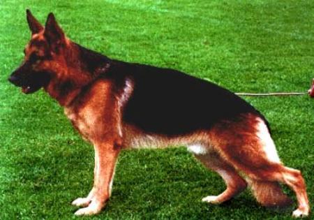 Urano vom Wildsteiger Land | German Shepherd Dog 