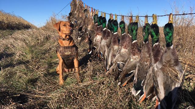 Jade's Blue Ribbon JH | Yellow Labrador Retriver