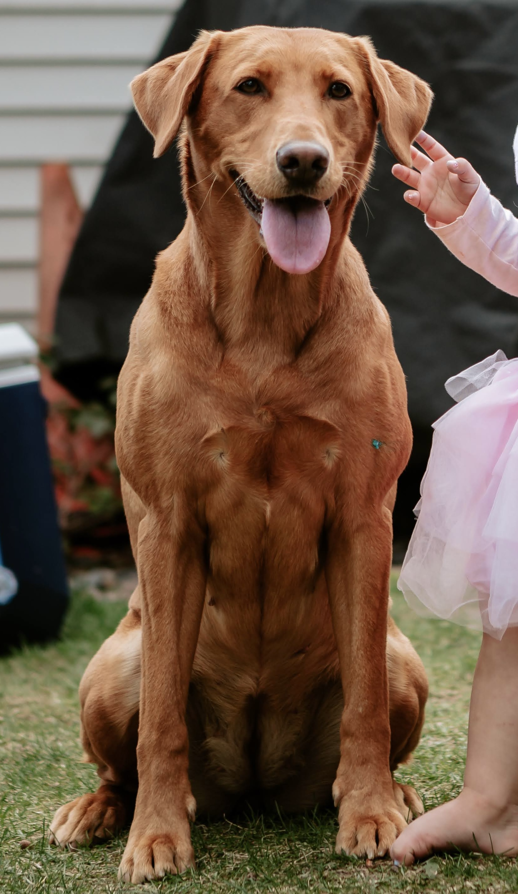 Jade's Blue Ribbon JH | Yellow Labrador Retriver