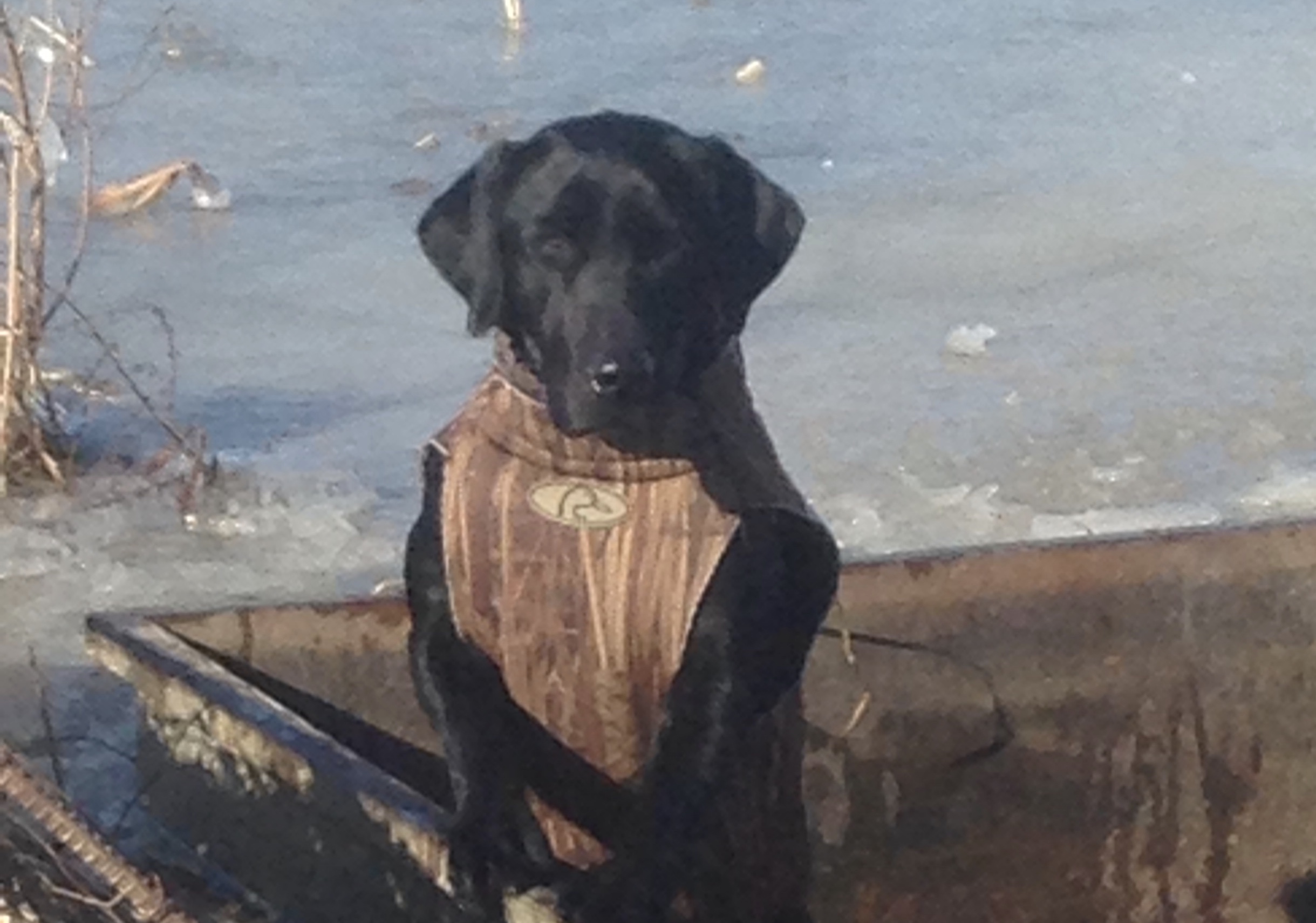 GRHRCH UH Mississippi Mojo MH | Black Labrador Retriver