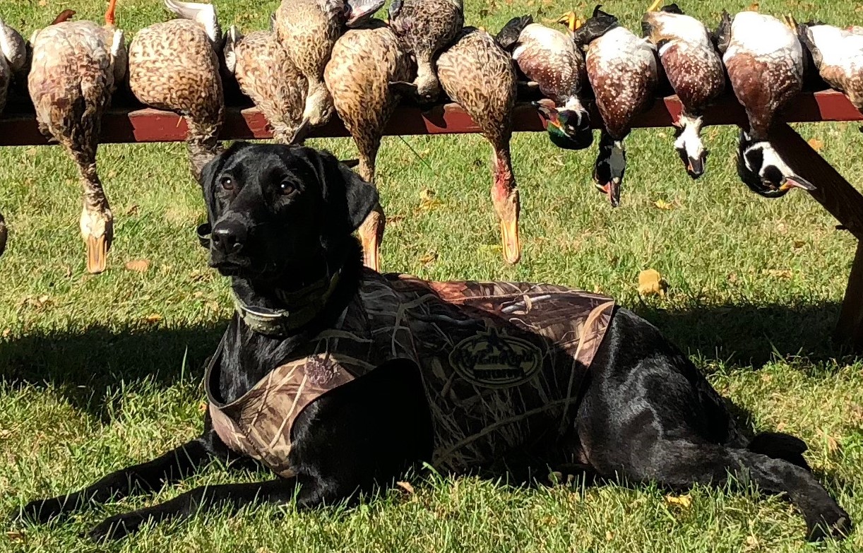 Fowler's Pride Cyclone Callie | Black Labrador Retriver