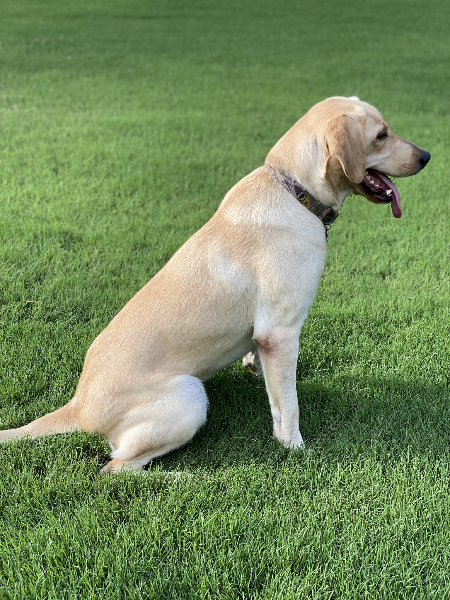 HR Greenleafs This Round Is On Me | Yellow Labrador Retriver