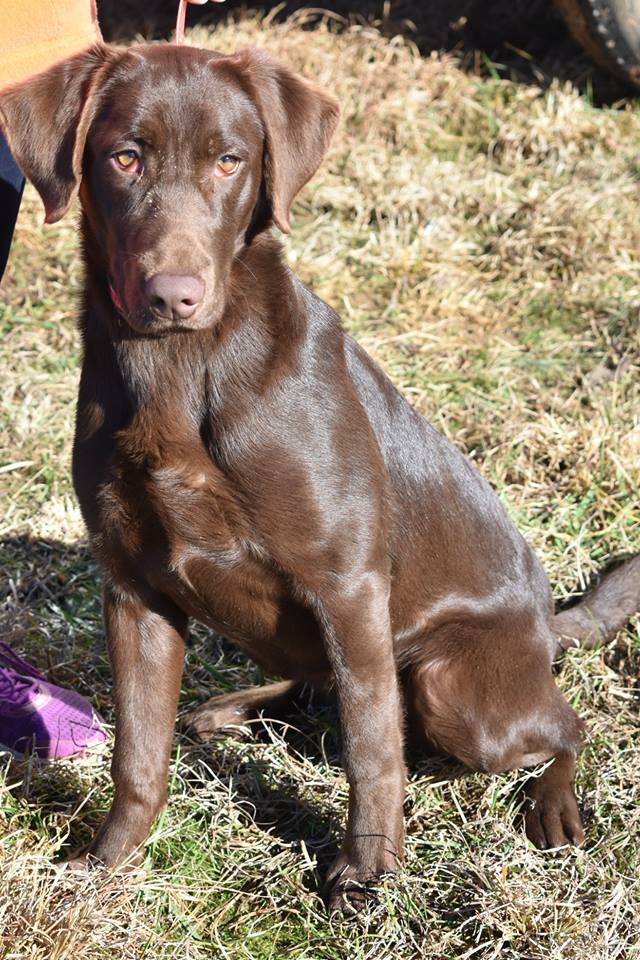 Aimpowers Roxie's Rippin Blue Moon | Chocolate Labrador Retriver