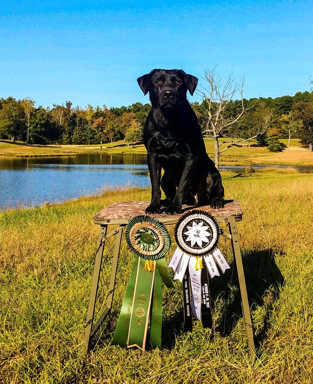 GRHRCH He Ain't Just Whistlin' Dixie MH QA2 | Black Labrador Retriver