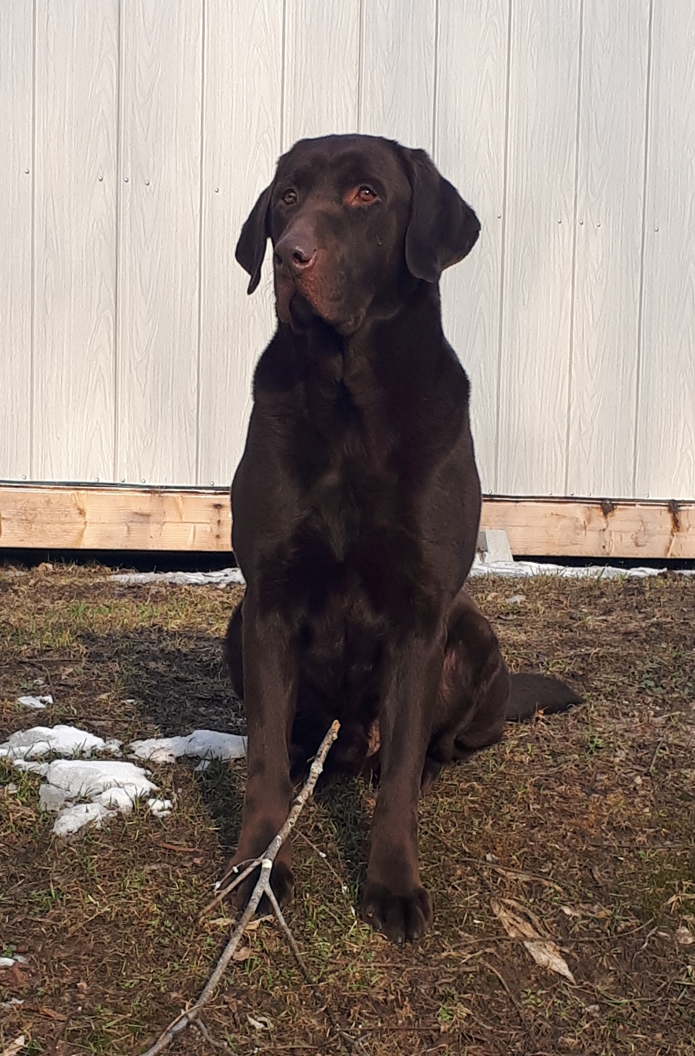 Riveron's Cash Wilson WCX MH | Chocolate Labrador Retriver