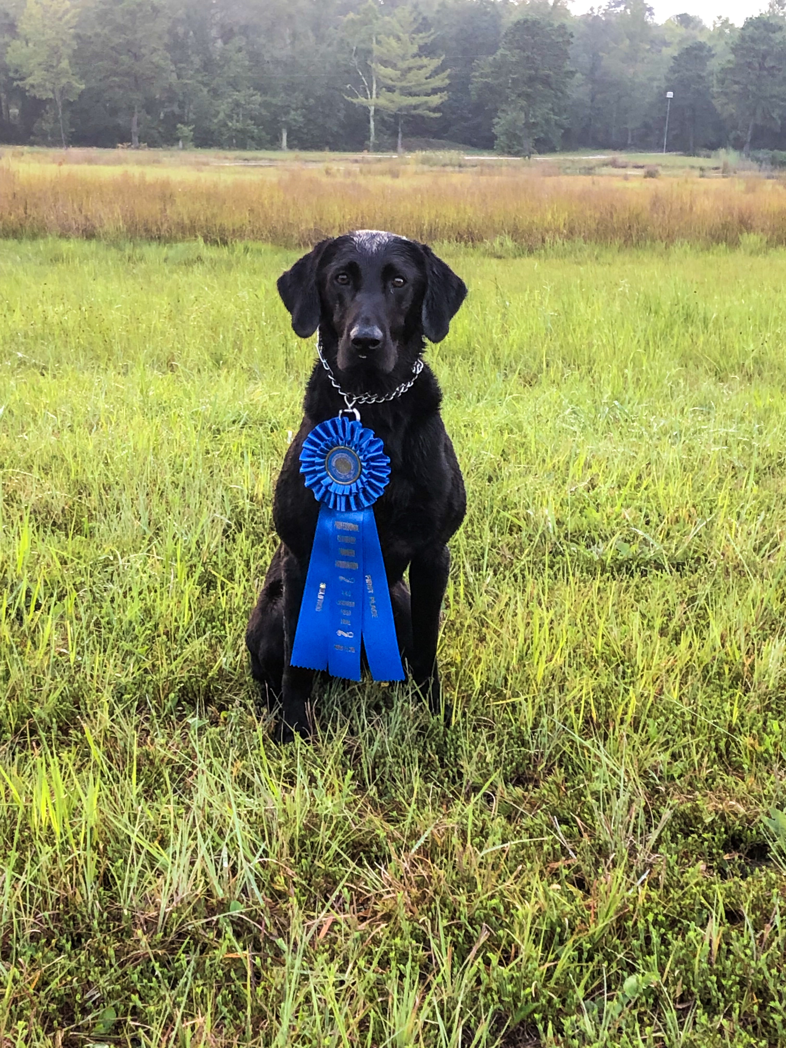 HRCH Old House Swift Water Chaos MH QAA | Black Labrador Retriver