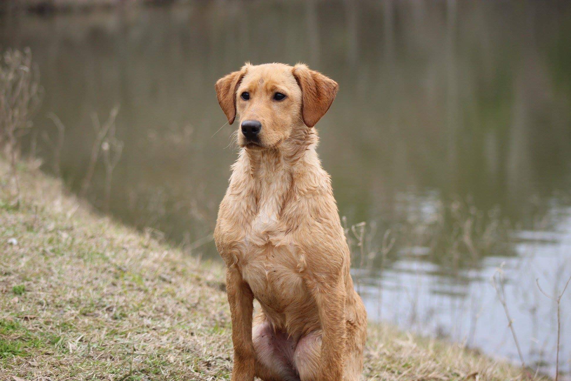 Labradorski’s Crazy Lady On A Mission JH | Yellow Labrador Retriver