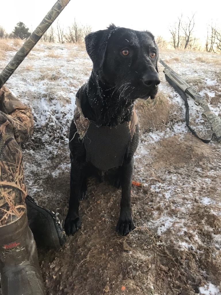 Billies Bayou Meto Sweet Southern Song | Black Labrador Retriver