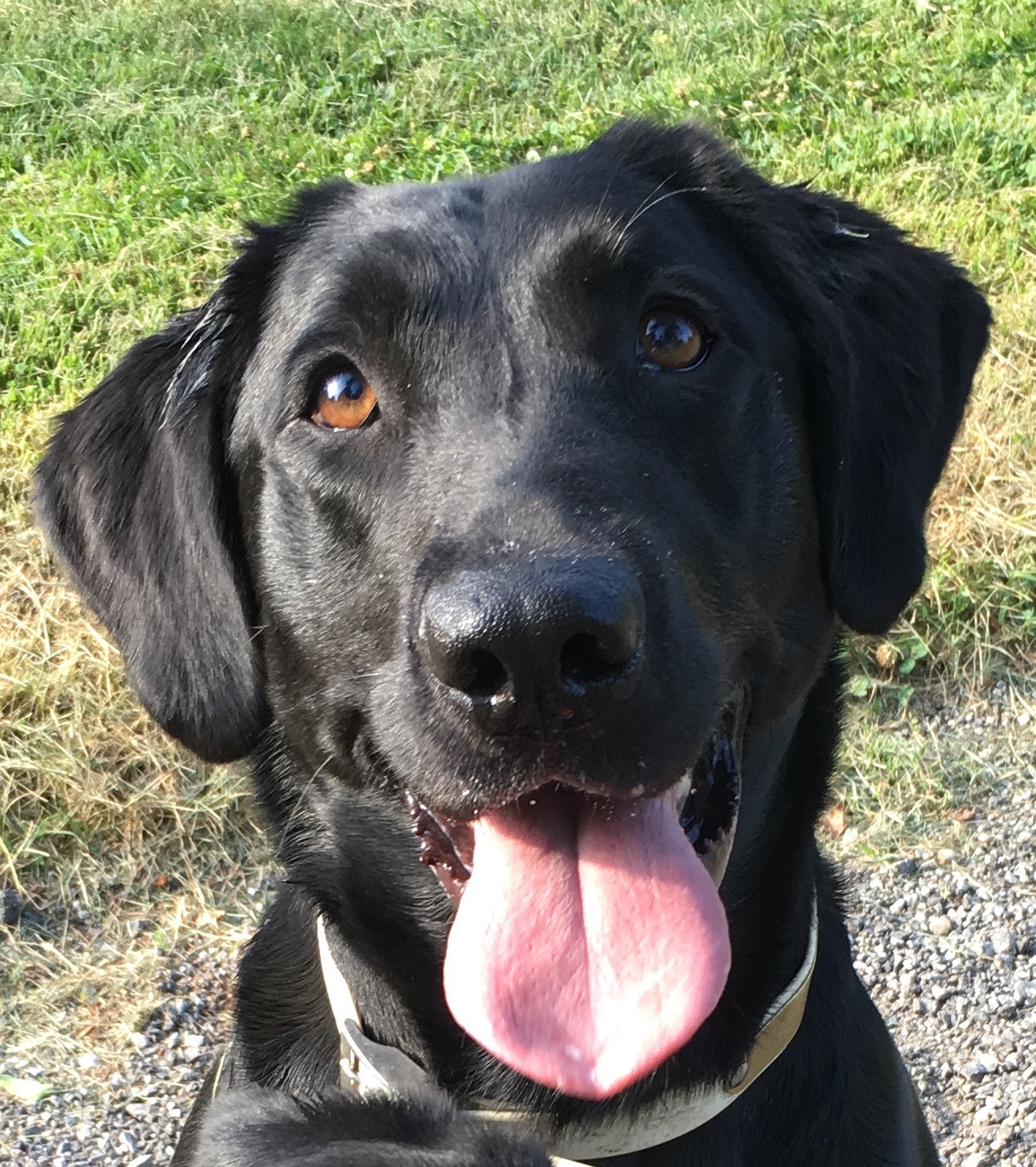 Mapleponds Northern Mystique SH WCI | Black Labrador Retriver