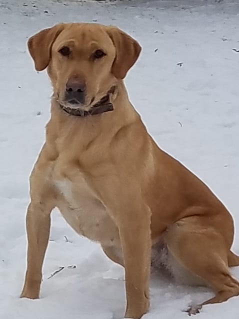 APR HR Baier's Touch 'em All Lady Remnelli | Yellow Labrador Retriver