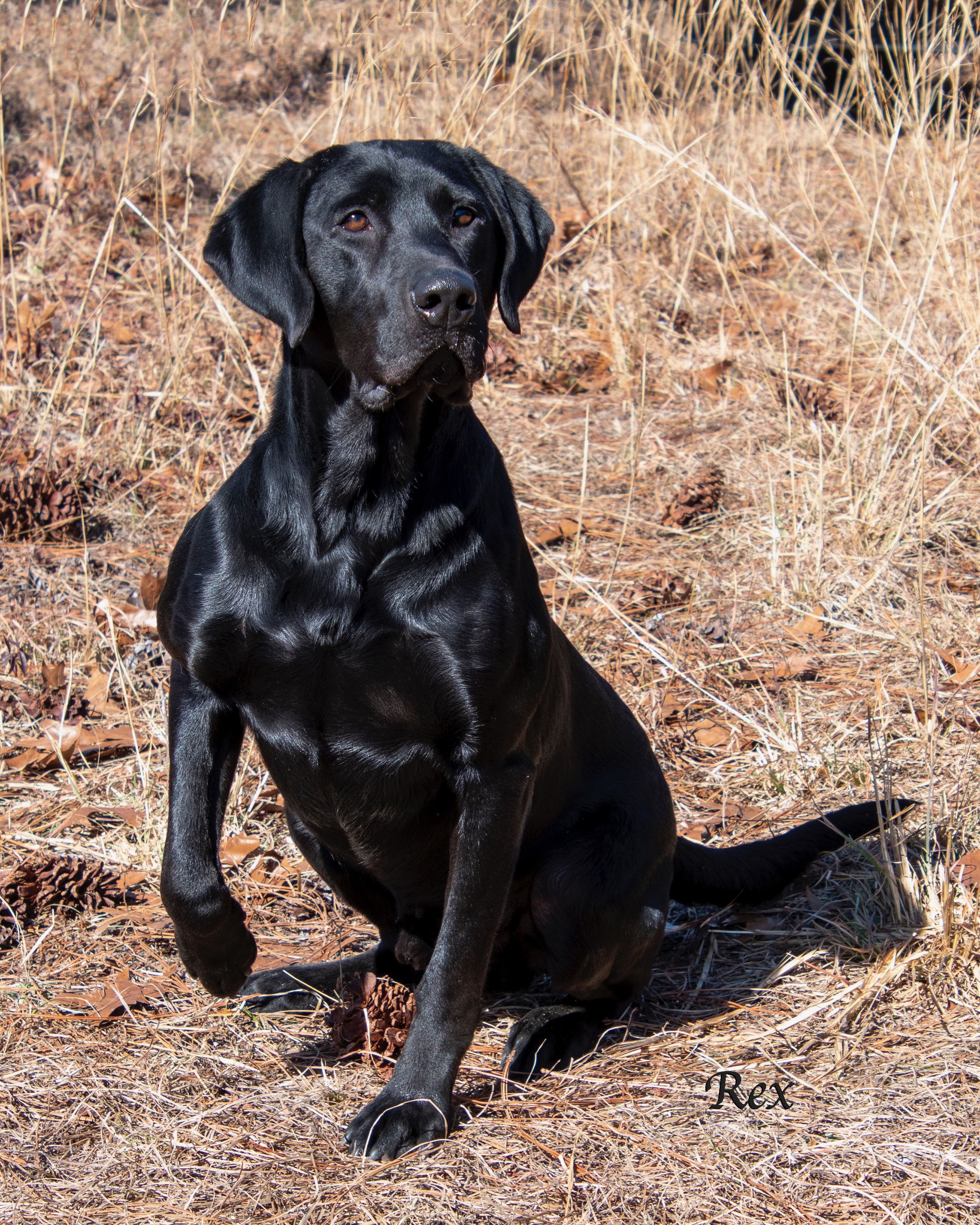 Indigo Rev It Up At Shoreline | Black Labrador Retriver