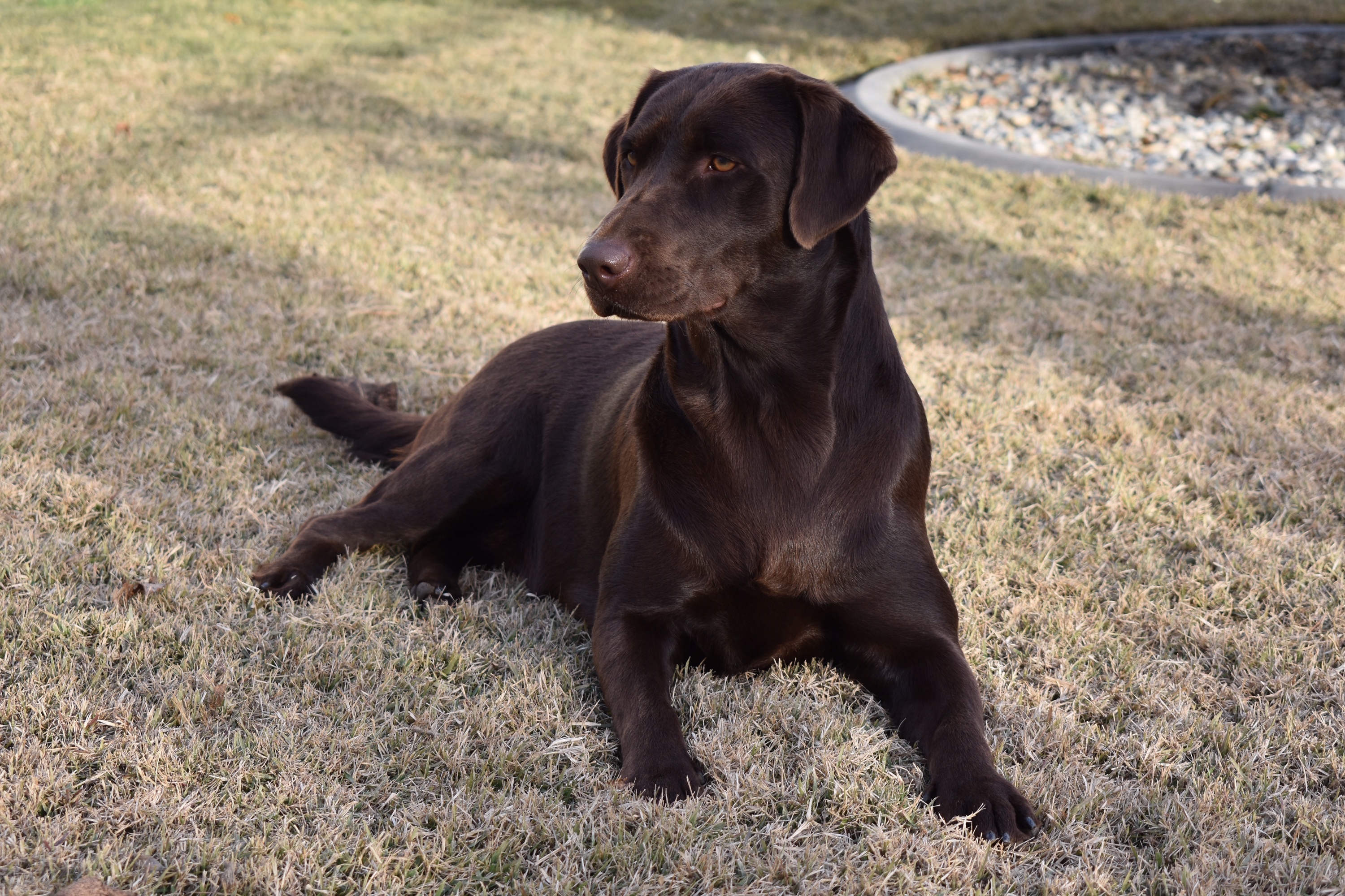 Top Dog's Tuck & Tahiti's Kimberann | Chocolate Labrador Retriver