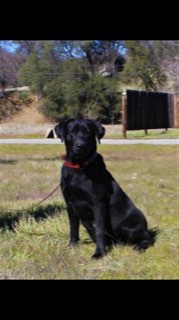 Top Dog Cptn's Tahiti Sweetie | Black Labrador Retriver