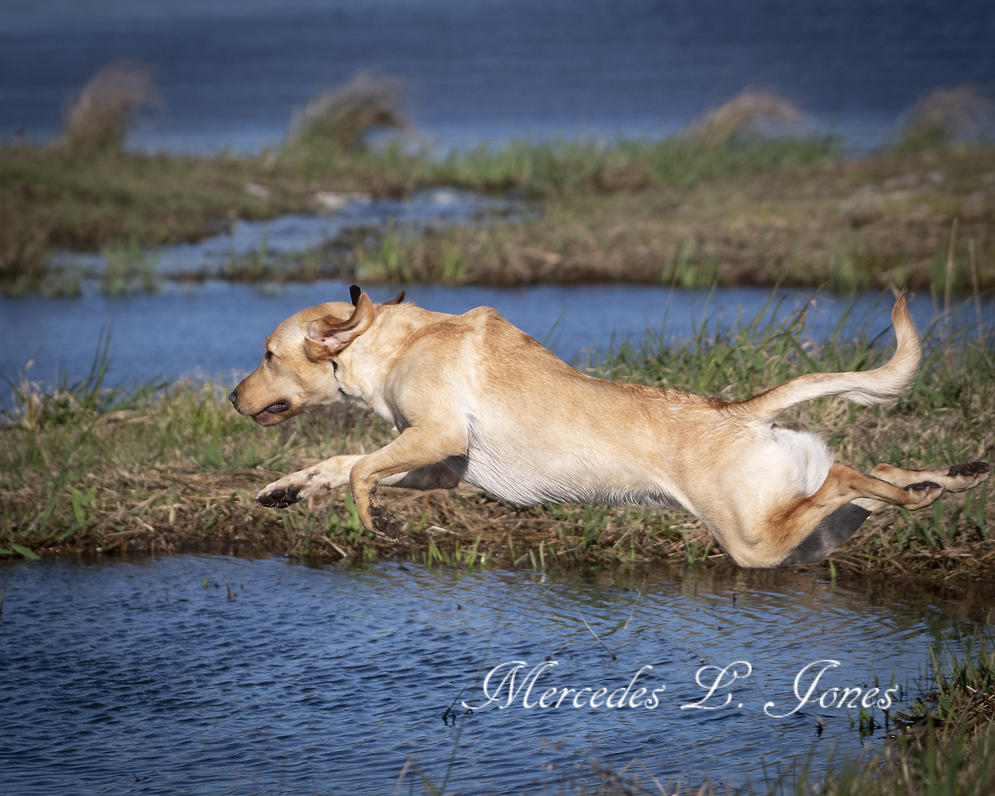 HRCH Laurel Oaks Check Yes Or No MH | Yellow Labrador Retriver