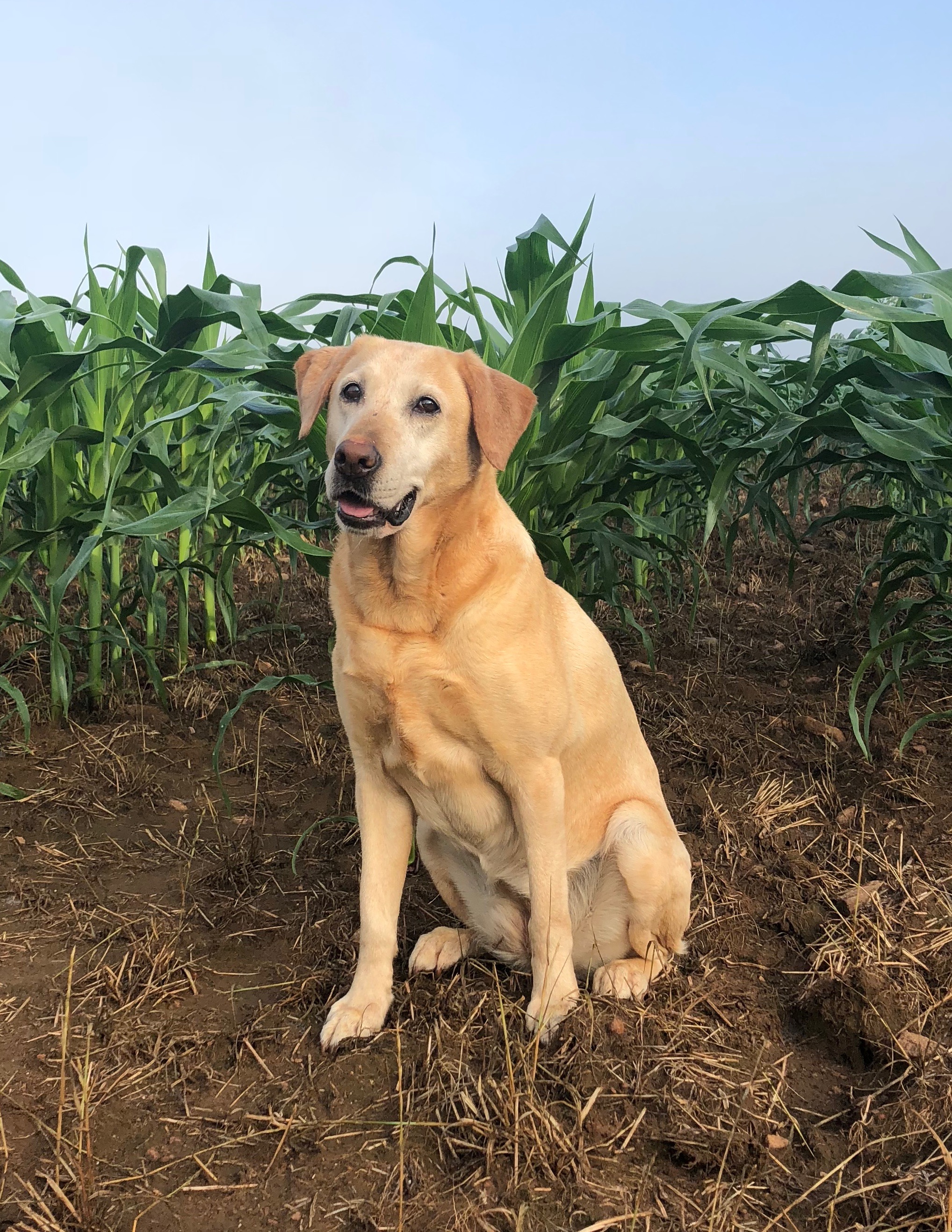 P&m Hot Shot Uki Jill | Yellow Labrador Retriver