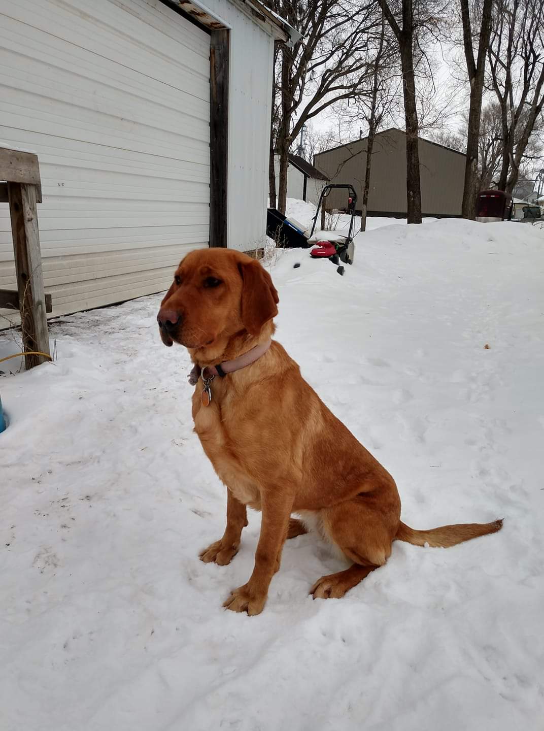 Lucy's Precious Gem Ruby | Yellow Labrador Retriver