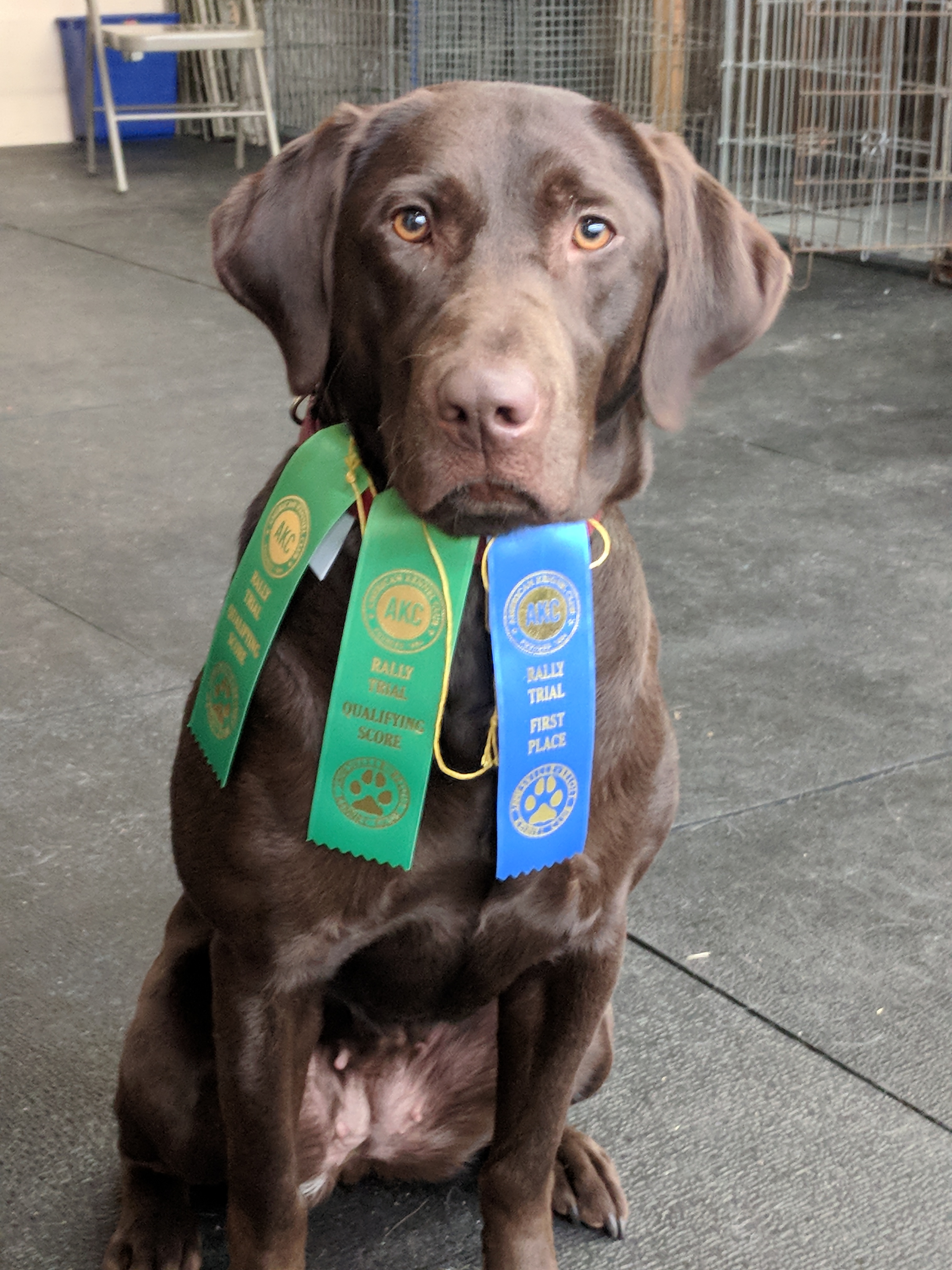 Lazy M Otter B Huntin At Beaty Lake CD JH GN MR2 RAE2 | UNKN Labrador Retriver