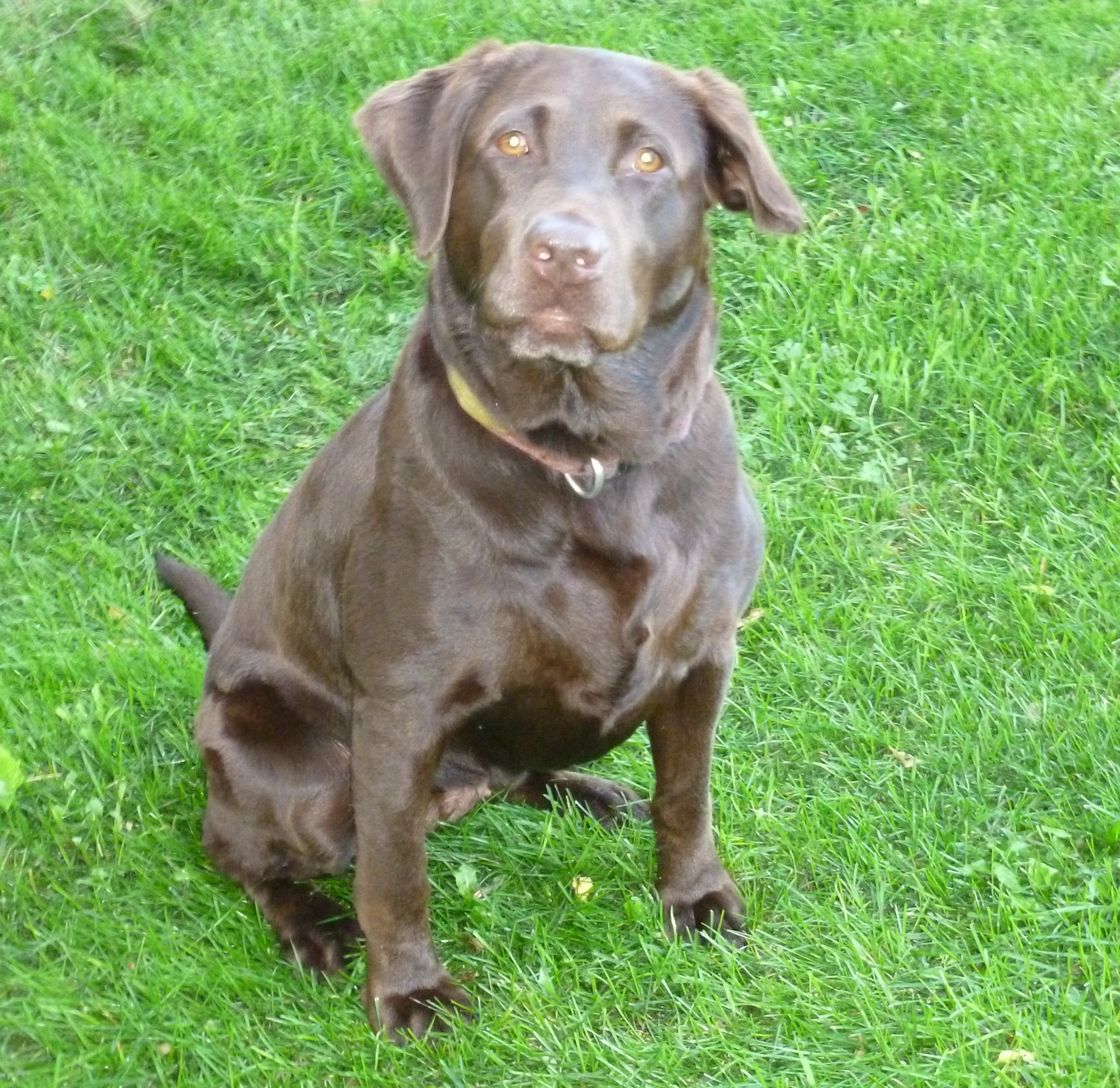 Lazy M Way To Go Wild | Chocolate Labrador Retriver