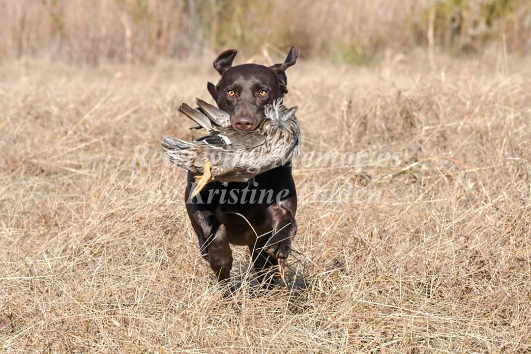 HRCH UH Huntmasters Morning Brew | Chocolate Labrador Retriver