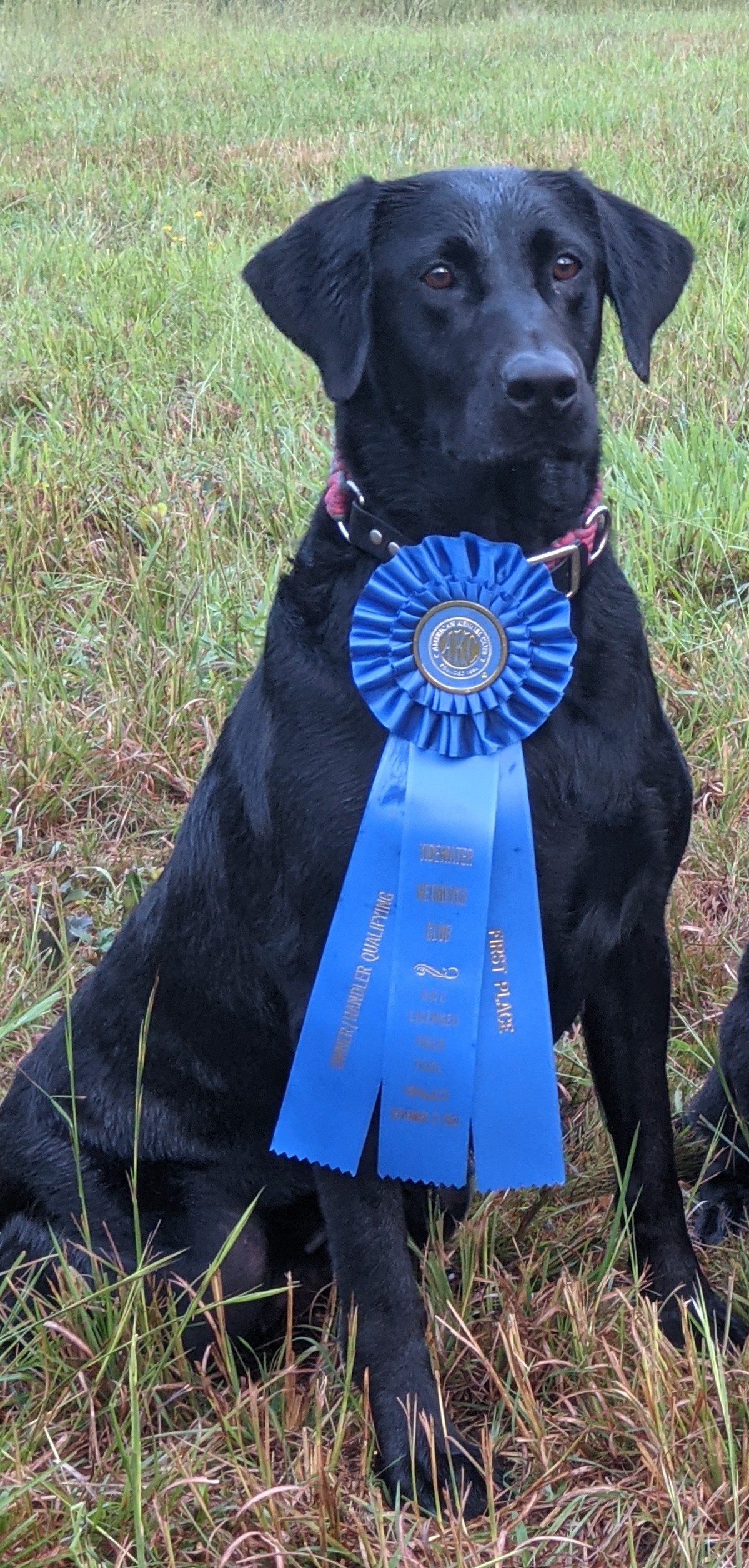 Riptide's Easy On The Eyes MH QAA | Black Labrador Retriver