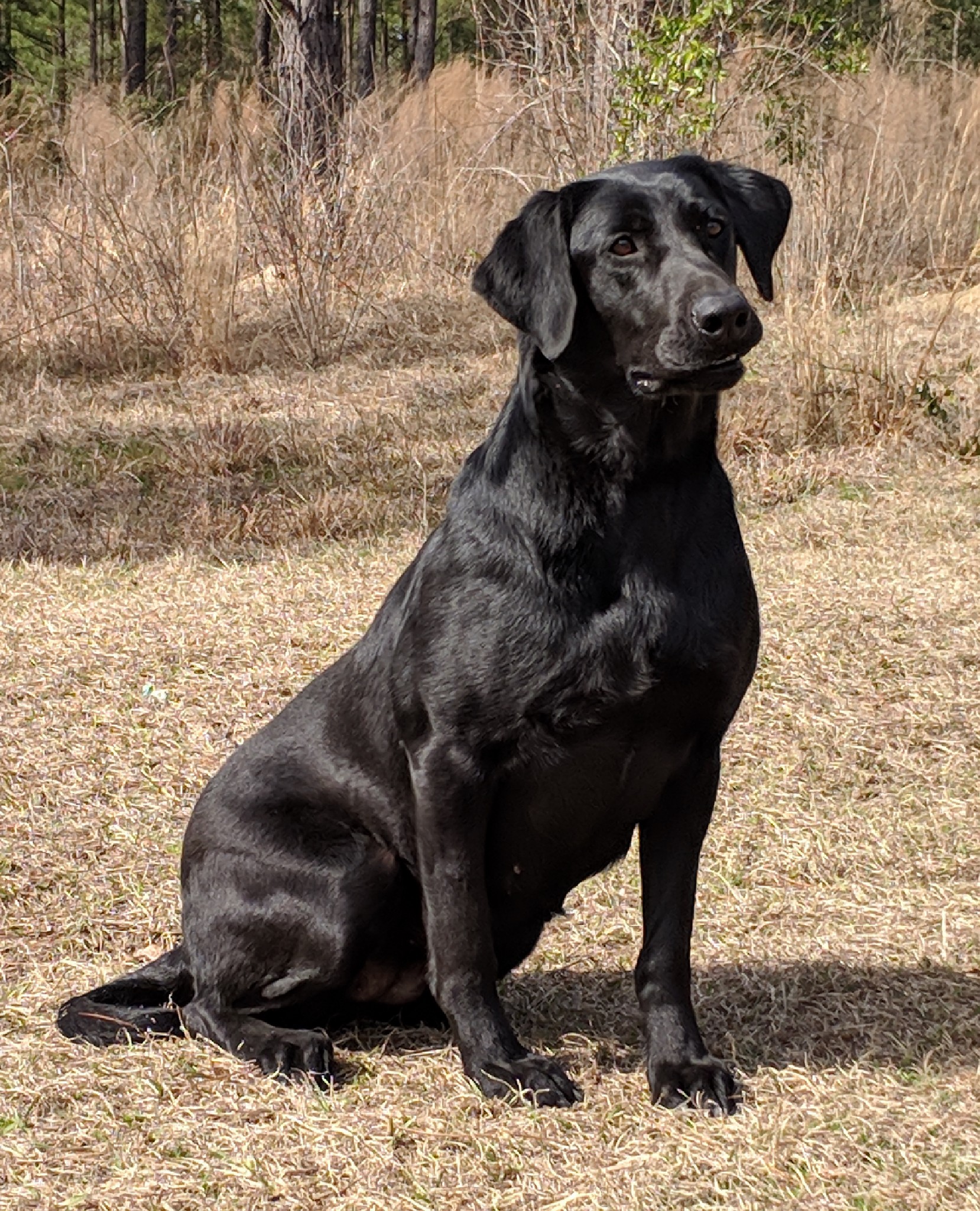 Riptide's Easy On The Eyes MH QAA | Black Labrador Retriver