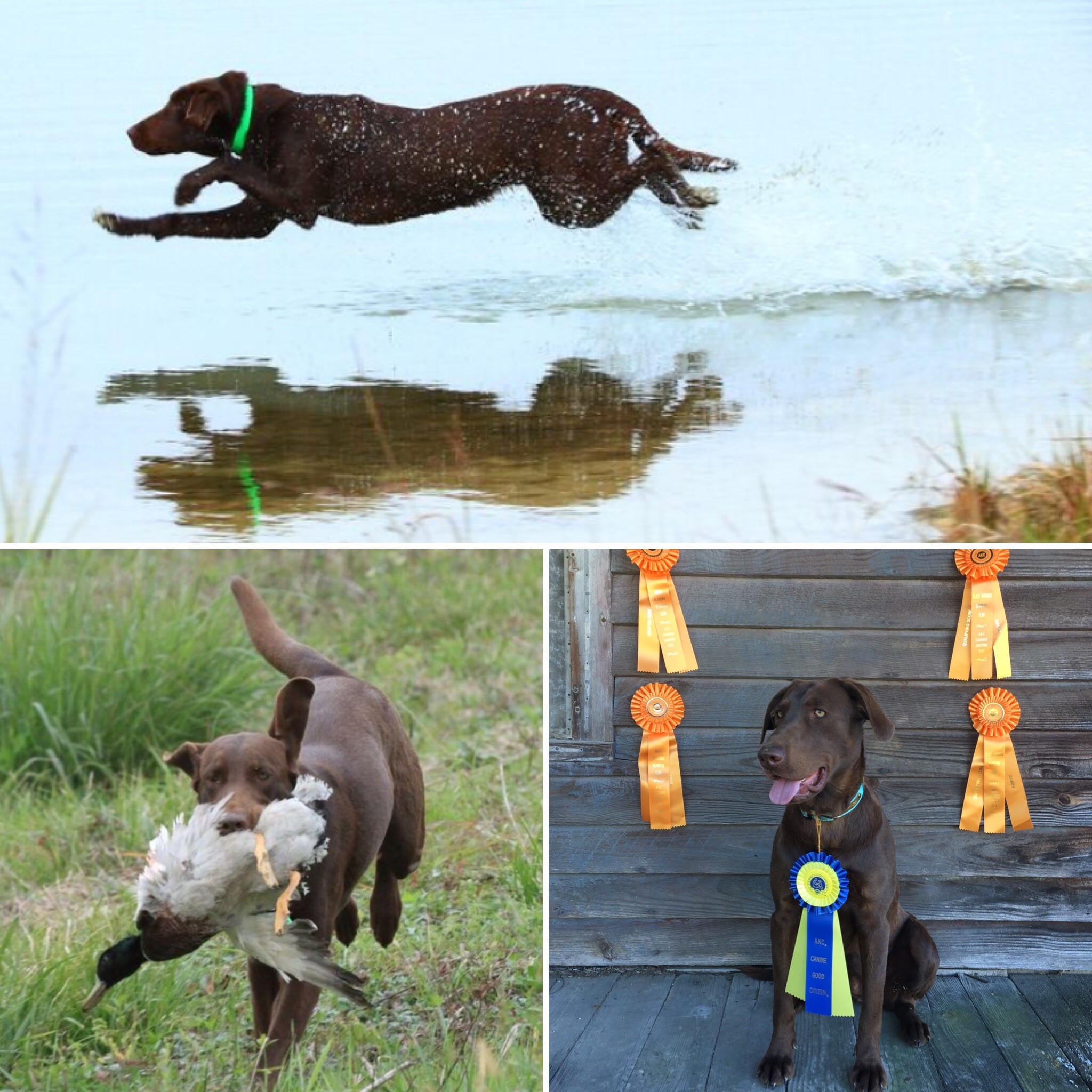 Bible Belt Saving Grace JH CGC | Chocolate Labrador Retriver