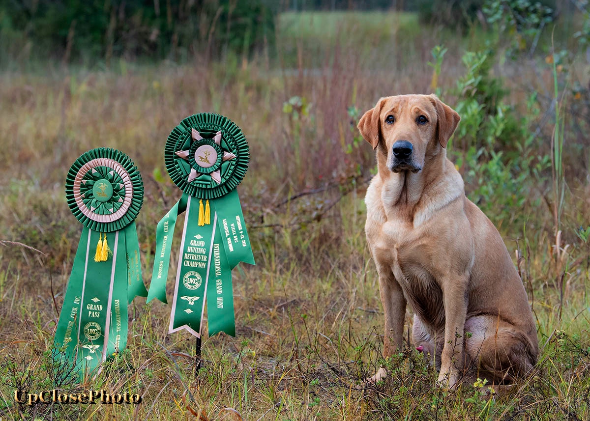 GRHRCH  Beckylou's Linc' To Beamer MH MNR | Yellow Labrador Retriver